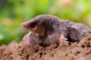 Mole (Talpa europaea) in Natural Environment