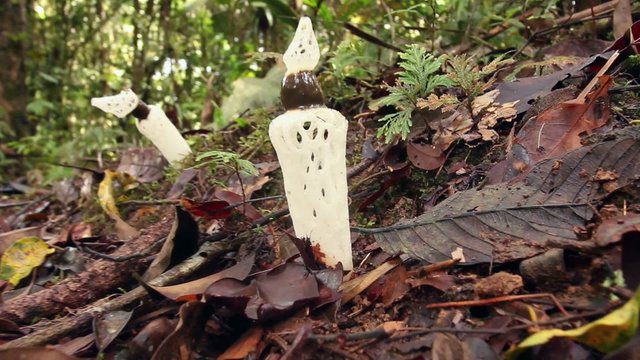 Strangled Stinkhorn (Staheliomyces cinctus), Ecuador