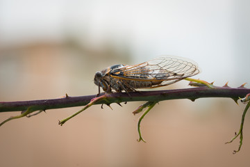 close-up macro shot of brown cicada on a branch