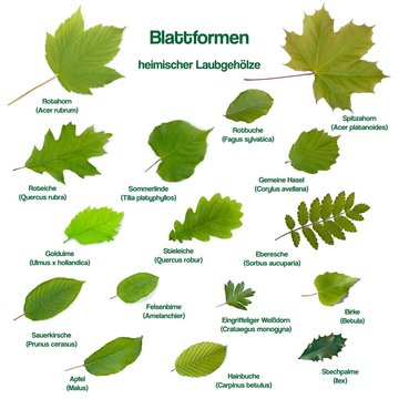 Blattformen einheimischer Laubgew&auml;chse