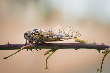 close-up macro shot of brown cicada on a branch