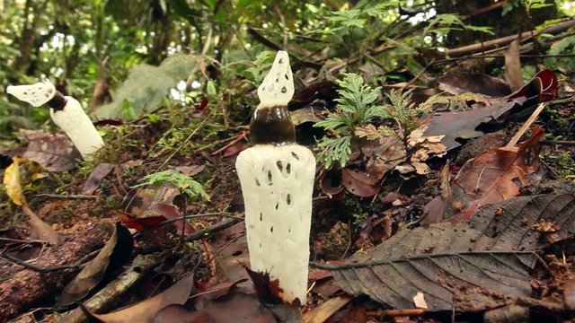 Strangled Stinkhorn (Staheliomyces cinctus), Ecuador