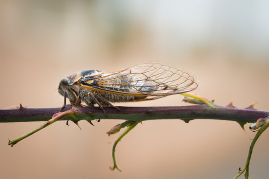 close-up macro shot of brown cicada on a branch