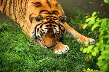 Tiger is Having a Bath