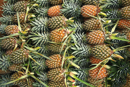 pineapple plantation in Thailand
