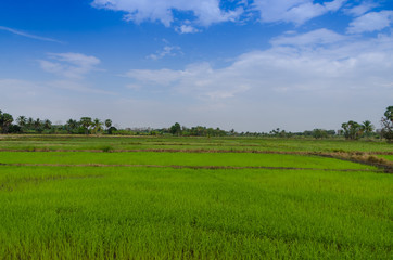 Fototapeta na wymiar Landscape view of rice field blue sky and cloud
