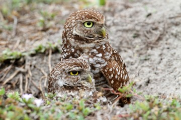 Burrowing Owl (athene cunicularia)