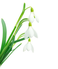 Snowdrops (Galanthus nivalis) on white background