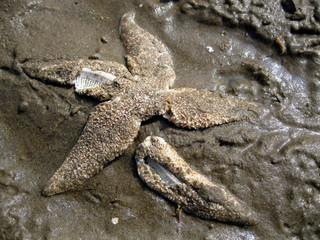 Starfish