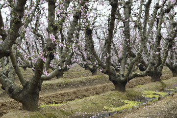 Flowering peach trees.