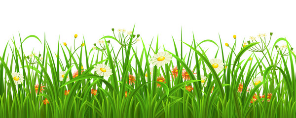 Naklejki  Bezszwowa zielona trawa z kwiatami, ilustracji wektorowych