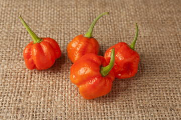 Trinidad Moruga Scorpion Pepper