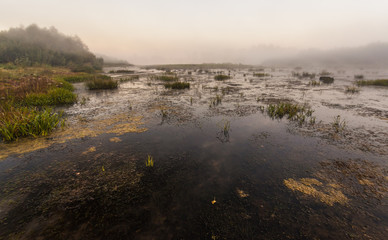 Mysterious morning time in swamp area
