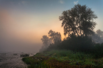 Mysterious morning time in swamp area
