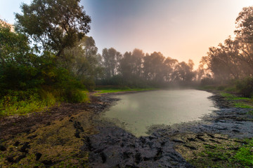 Fototapeta na wymiar Mysterious morning time in swamp area