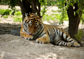 Tiger is Licking his Forepaw