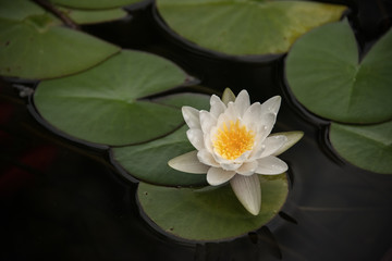 Lotus flower