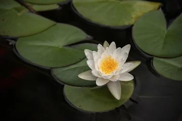 Deurstickers Lotus flower © Detelina Petkova