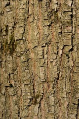 Tree bark background