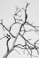BW of  a dry old dead tree