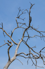 A dry old dead tree