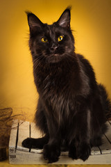 black maine coon cat on yellow  background