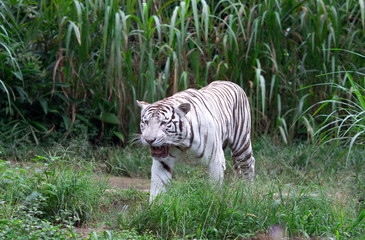 White Tiger Zoo in Sao Paulo
