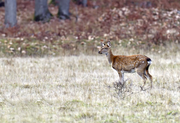 Spotted deer