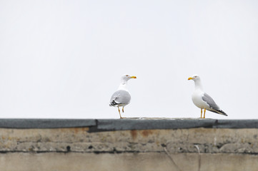 Urban seagulls