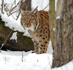 Fototapeta premium Lynx