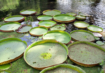 giant water lily Botanical Garden of Rio de Janeiro