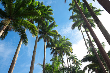 Fototapeta na wymiar palm trees on blue sky and white clouds