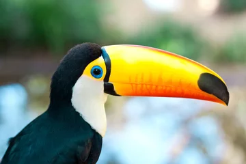 Printed roller blinds Toucan brasilia toucan