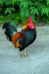 rooster