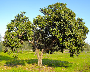 Majestic loquat in bloom in the countryside of apulia