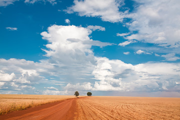 Fototapeta na wymiar two tree on field under blue sky and clouds