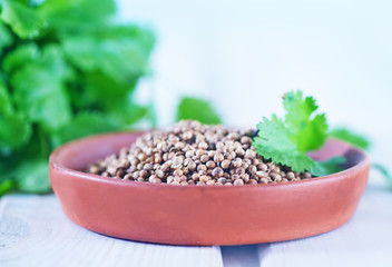 coriander