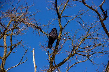 Raven on Branch