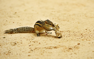 Chipmunk