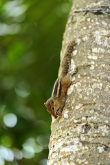 Chipmunk