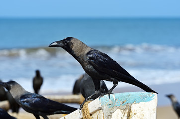 Raven
