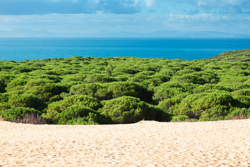 Sanddüne von Bolonia Strand, Provinz Cadiz, Andalusien, Wirbelsäule