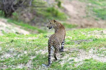 Leopard