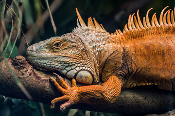 Leguan auf einem Ast