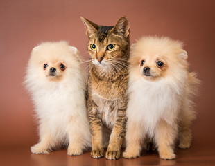 Cat and puppies  in studio
