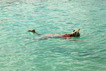 Obraz premium Snorkeling