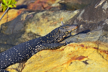 Varan