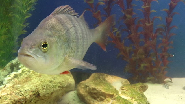 The video shows Fish-Perch (Perca fluviatilis) clous up