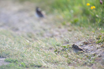 Reed Bunting (Emberiza schoeniclus, Schoeniclus schoeniclus).
