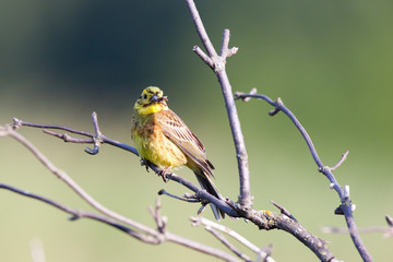 Obraz premium Yellowhammer (Emberiza citrinella).